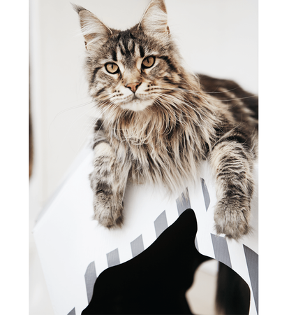 MIA domek z matą tekturową