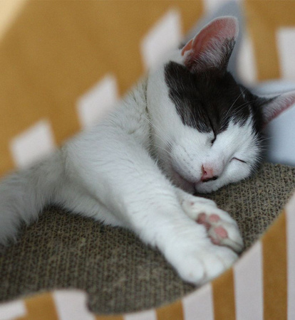 MIA domek z matą tekturową