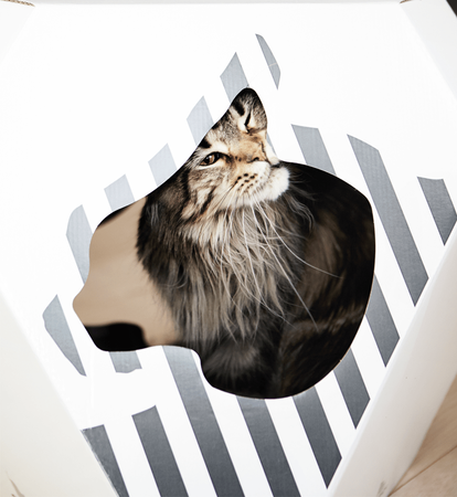 MIA domek z matą tekturową